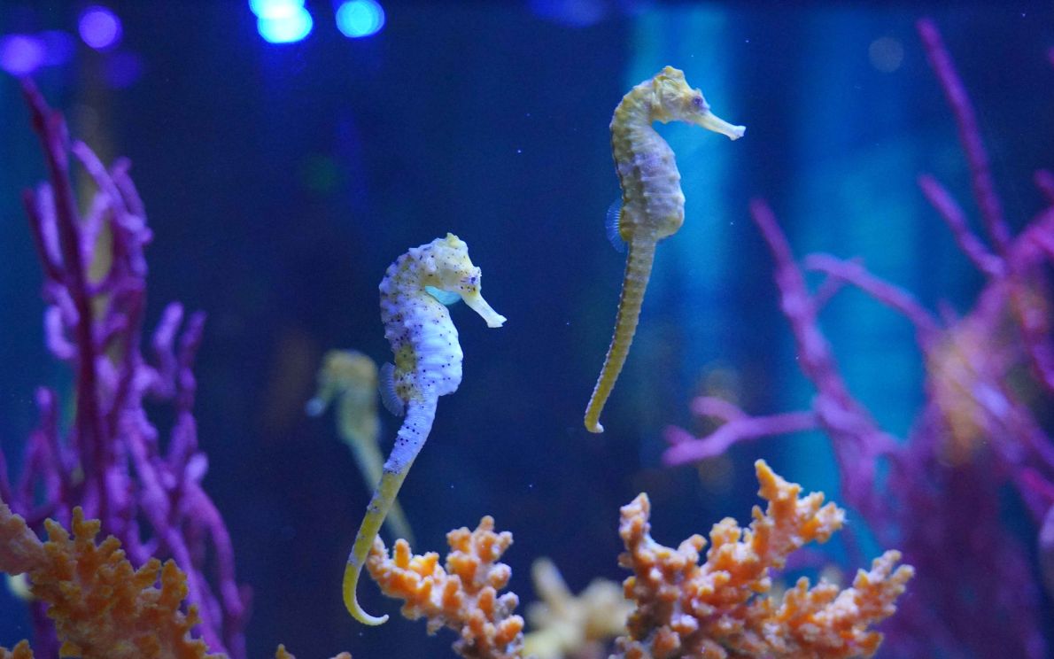 Sea Life