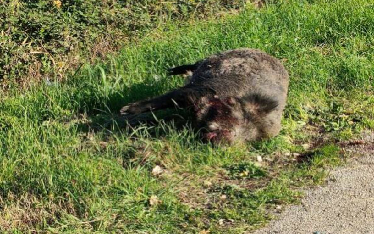 Un cinghiale a bordo strada