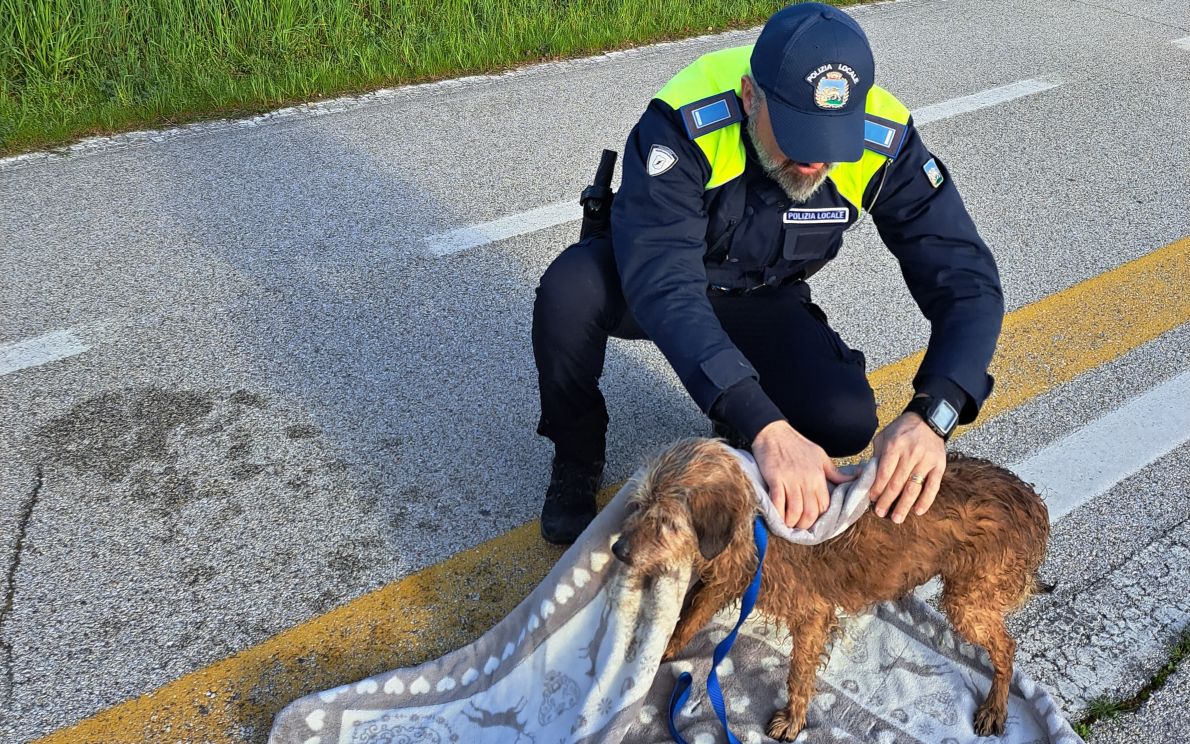 Il salvataggio del cagnolino a Vigodarzere