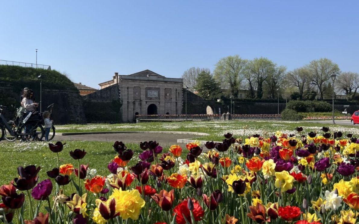 Tulipani