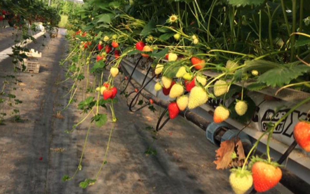 Fragole