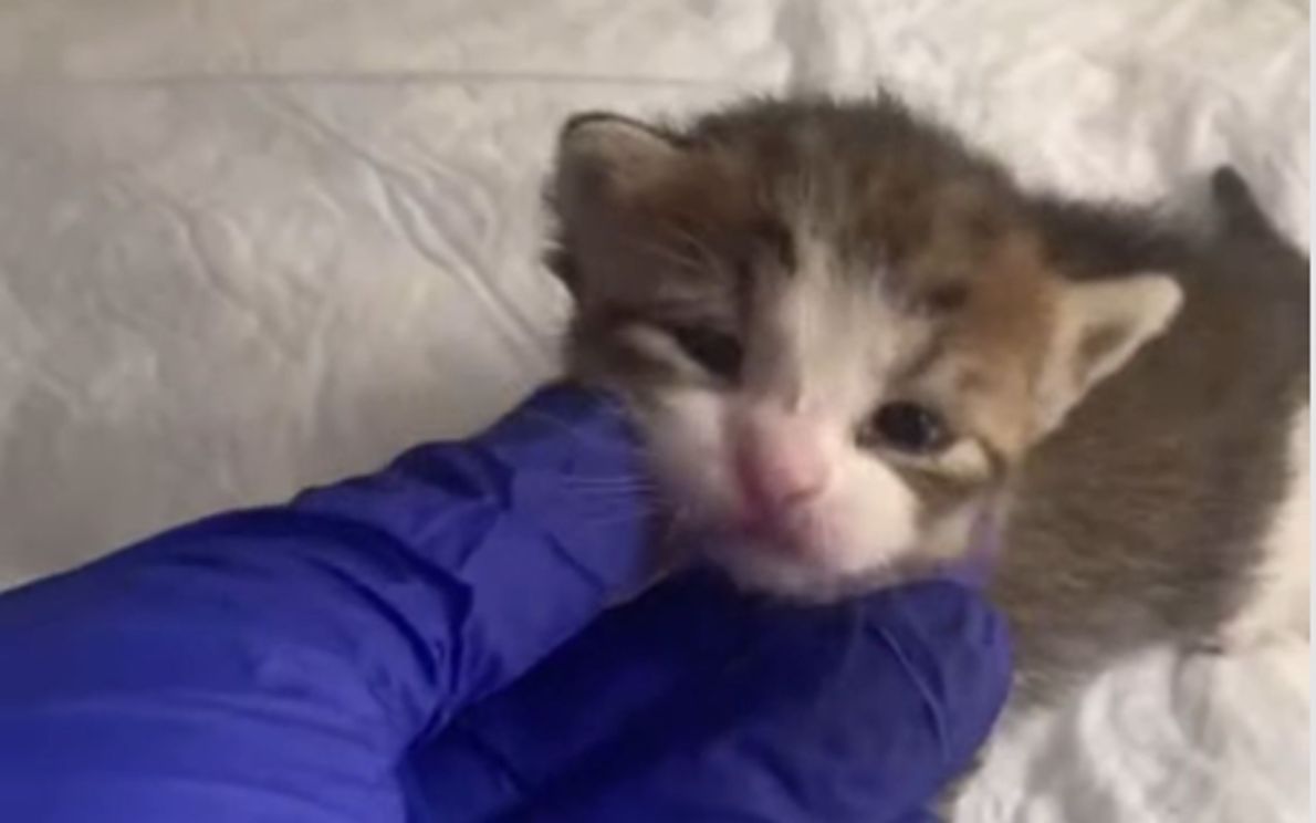 La gattina che s’è salvata a San Martino di Lupari