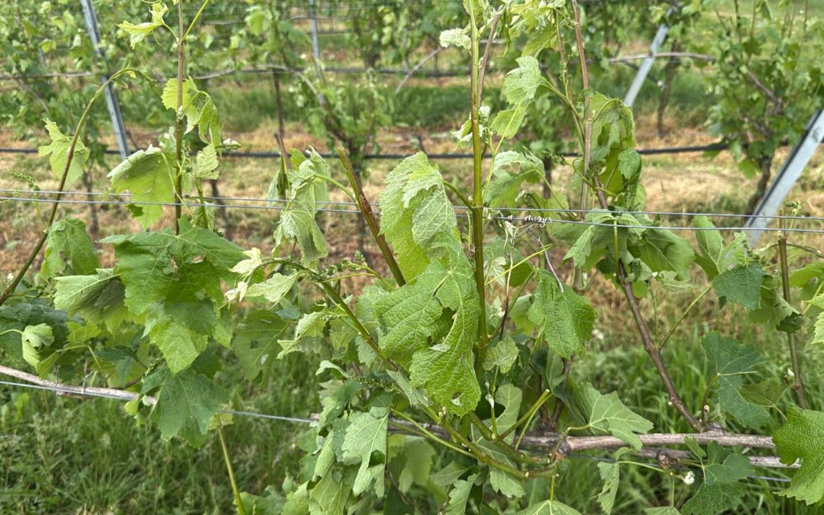 Vigneti