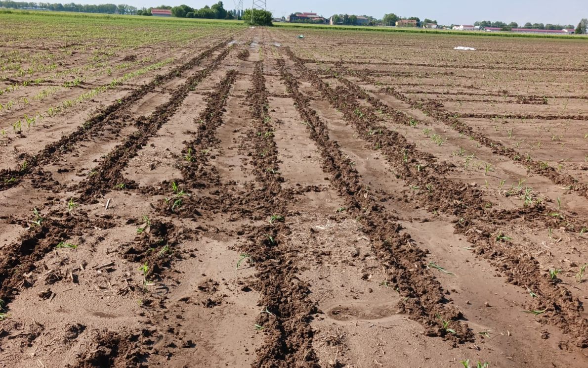 Campo di mais devastato dai Cinghiali