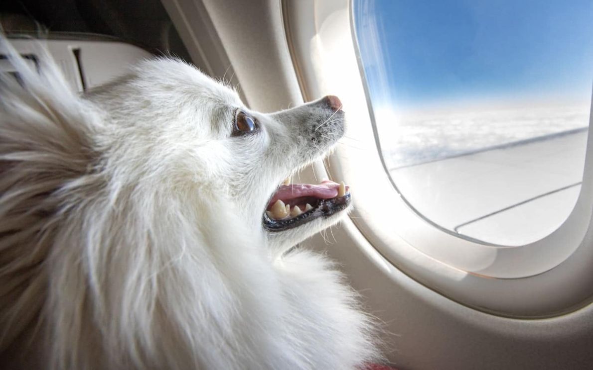 Cani in aereo