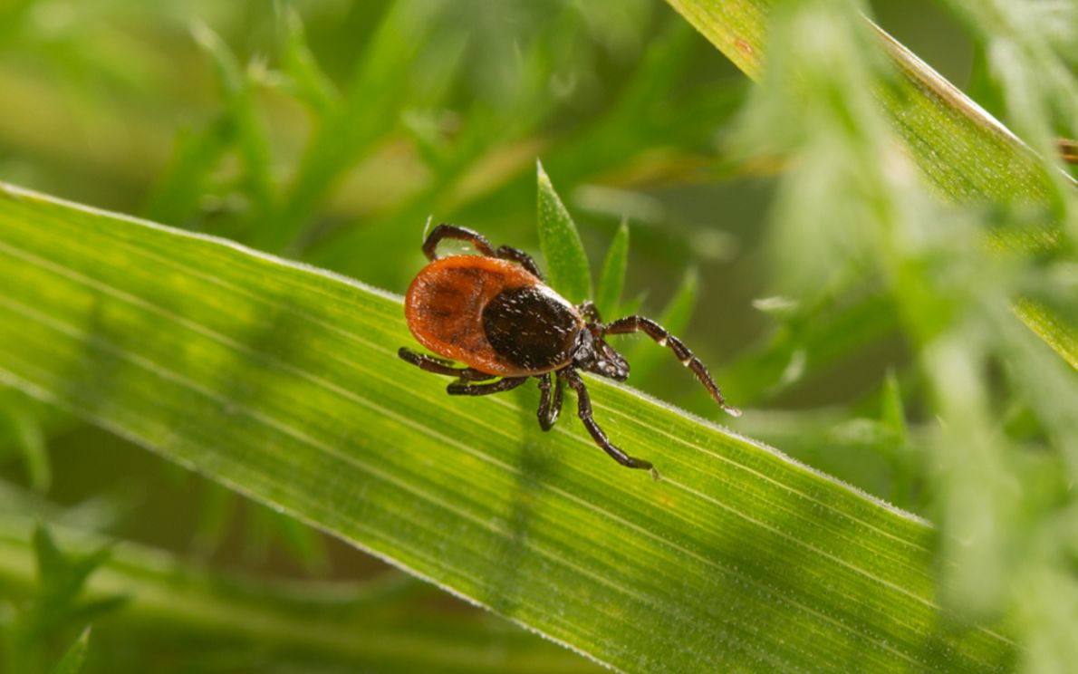 Zecca