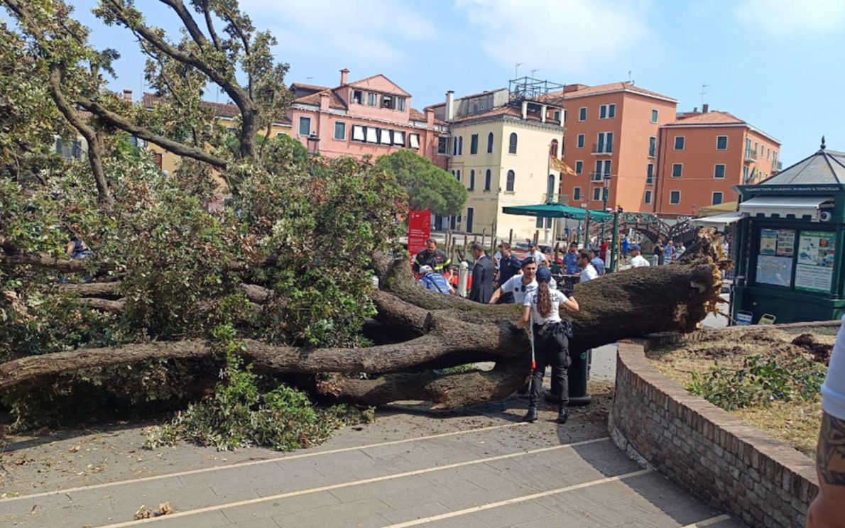 L&#8217;albero caduto a Piazzale Roma, Venezia