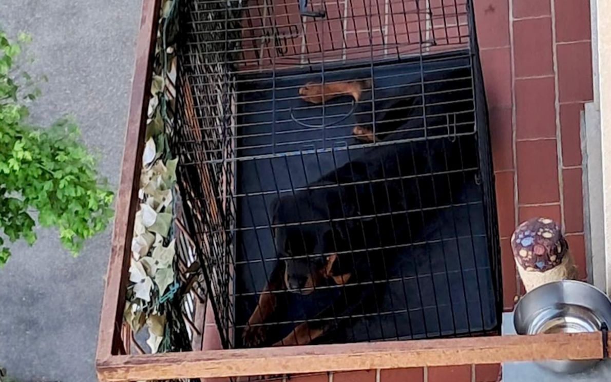Cane in gabbia sul balcone