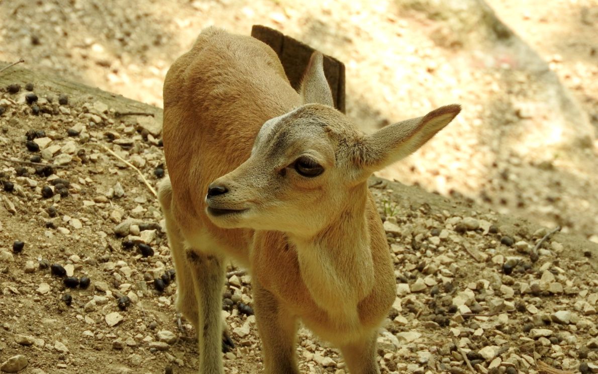 Urial Aal PNV