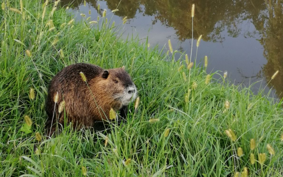 Nutrie