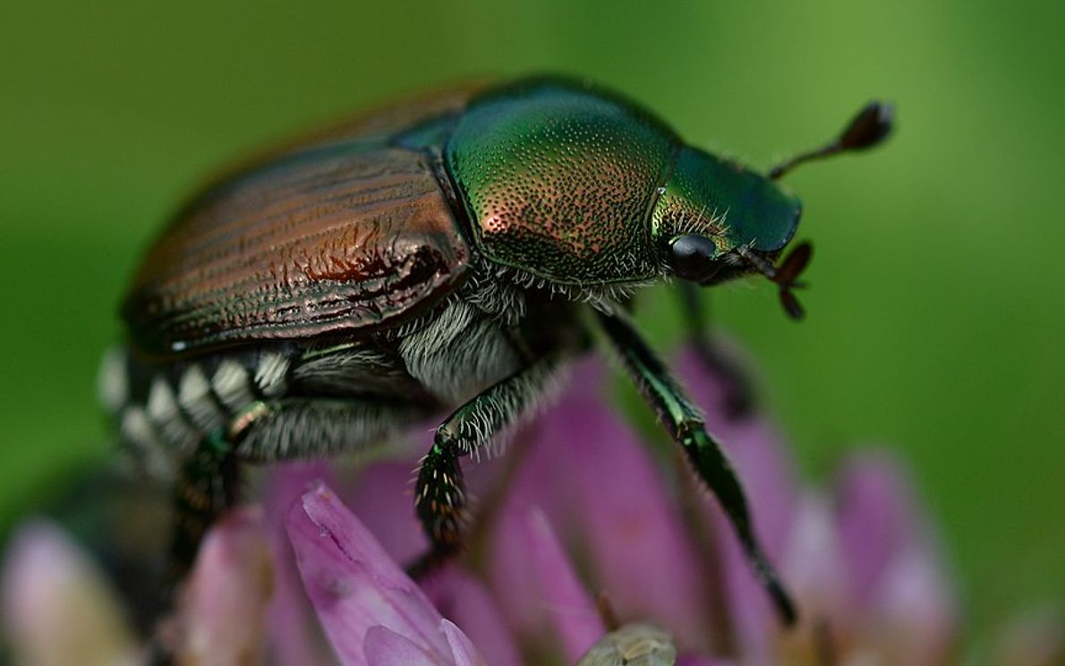 Popillia Japonica