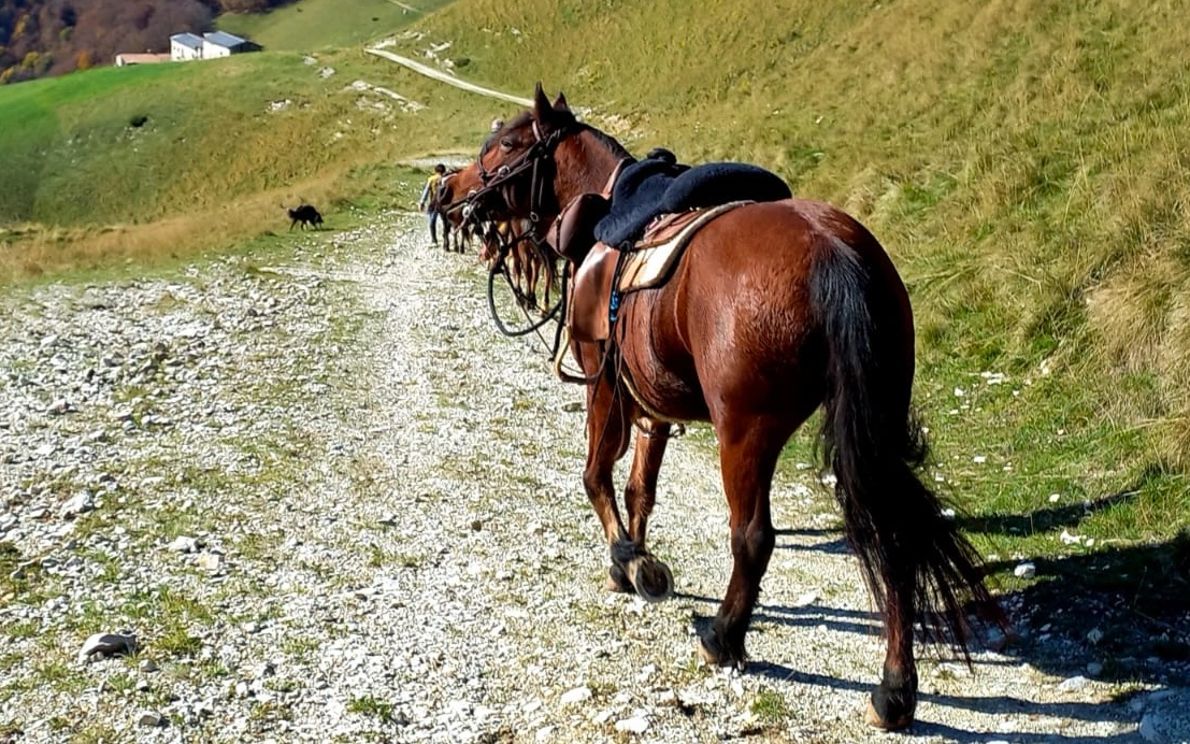 Cavalli, montagna