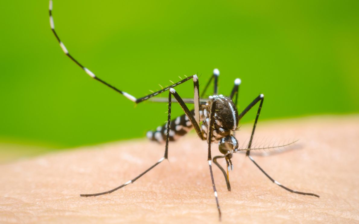 Dengue