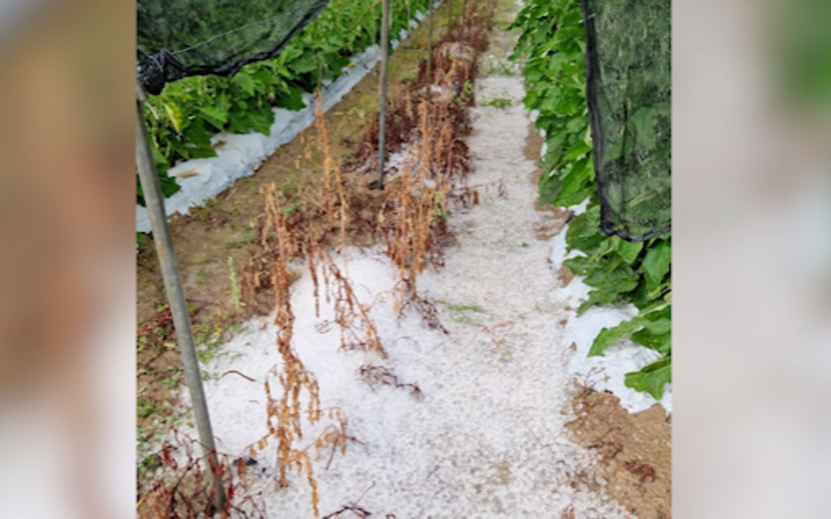 Danni in agricoltura per la grandine