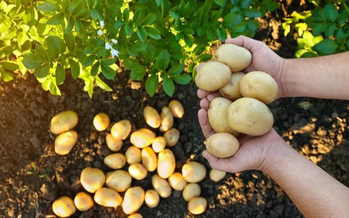 Raccolta patate