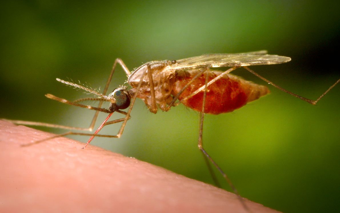 chikungunya