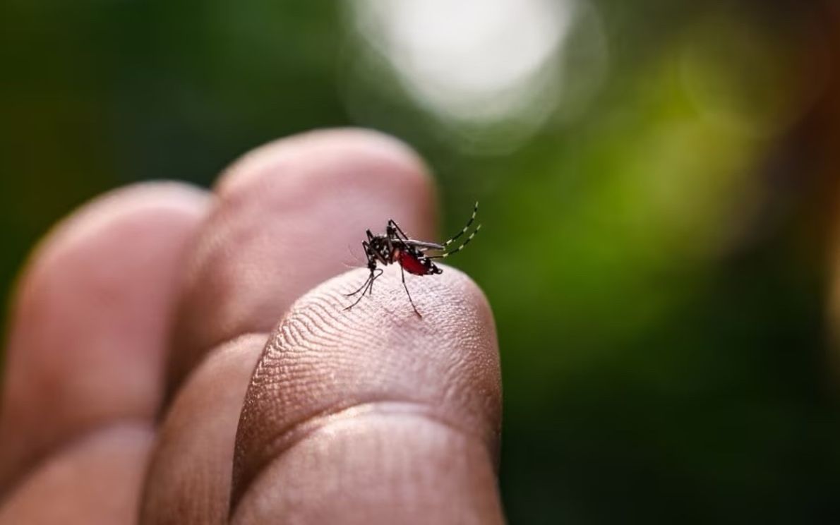 chikungunya
