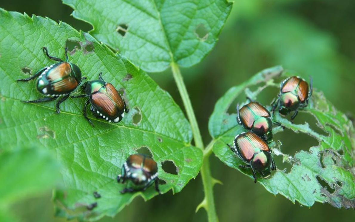 Popillia Japonica, coleottero giapponese