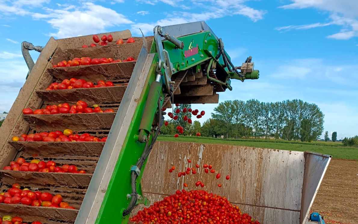 Pomodoro da industria
