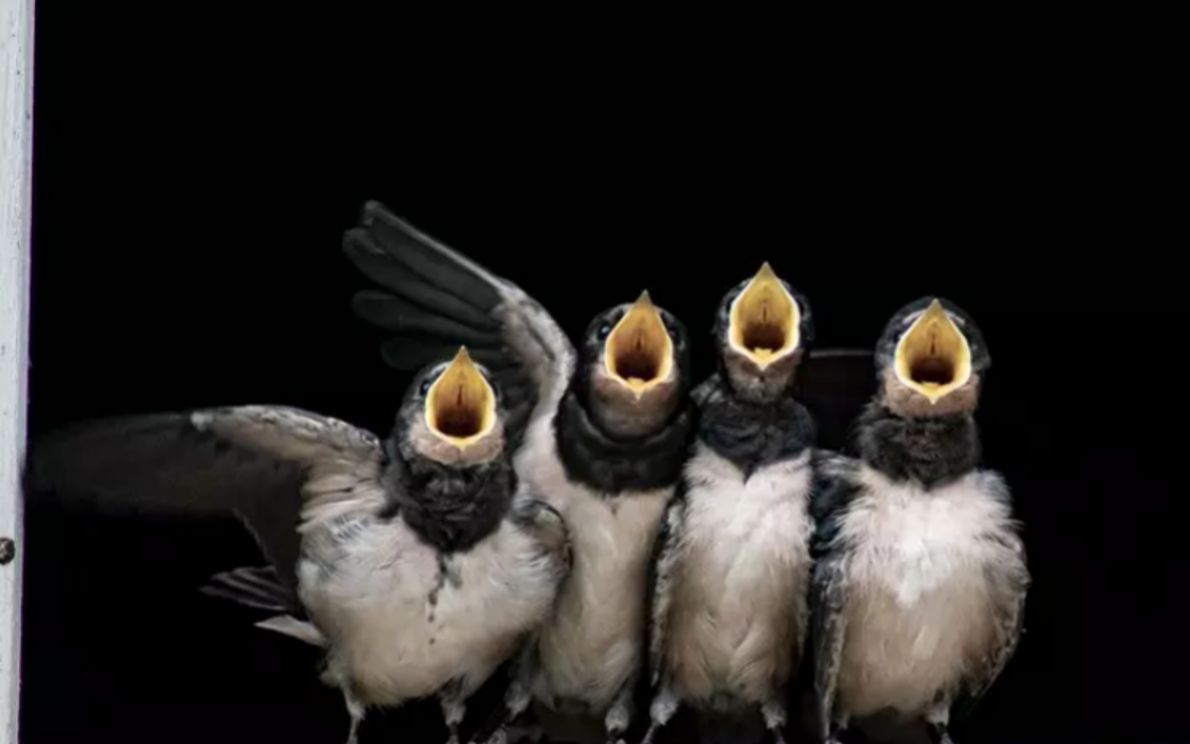 Uccelli cantano