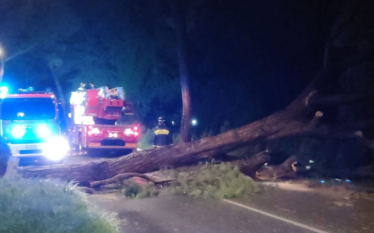 Albero abbattuto