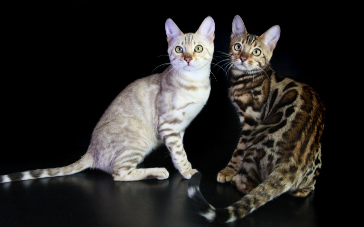 Gatti