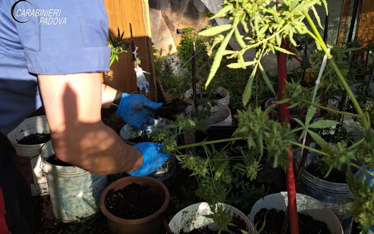 Coltivazione di marijuana sequestrata