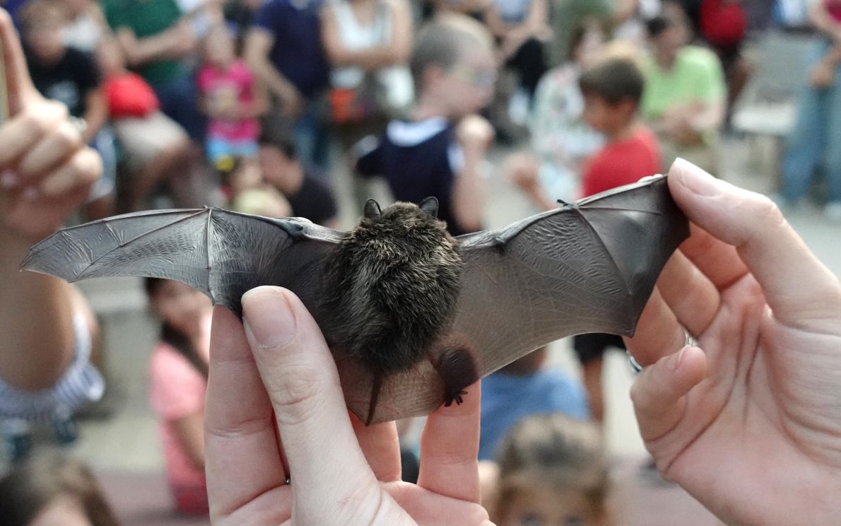 Pipistrello