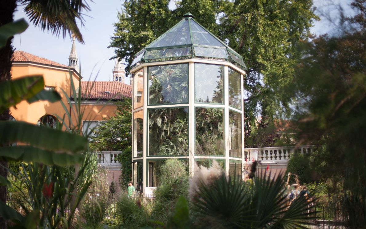 Palma di Goethe all&#8217;Orto Botanico