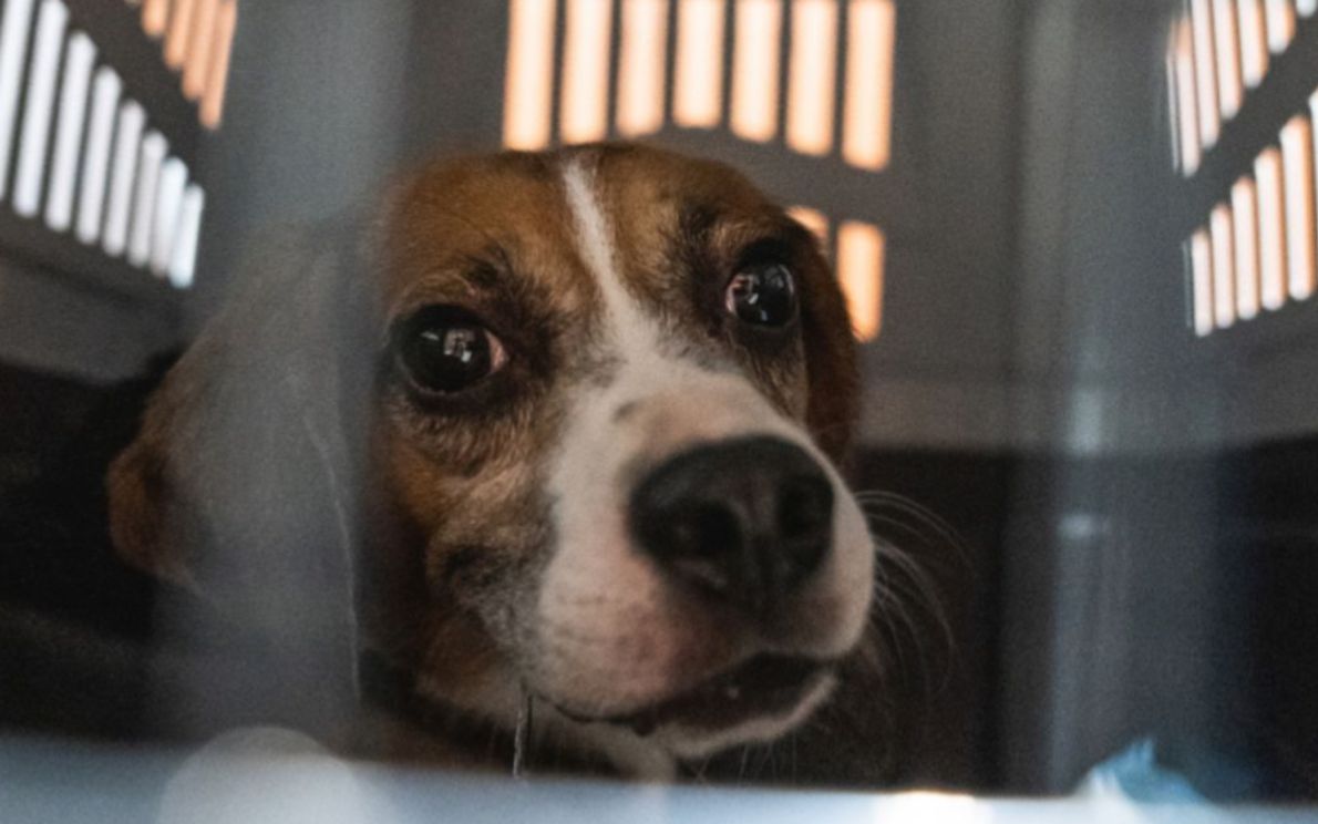 Beagle per sperimentazioni