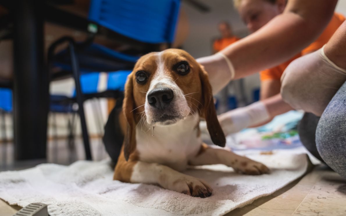 Beagle