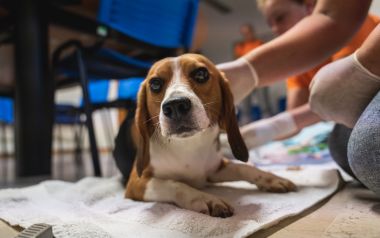 Beagle