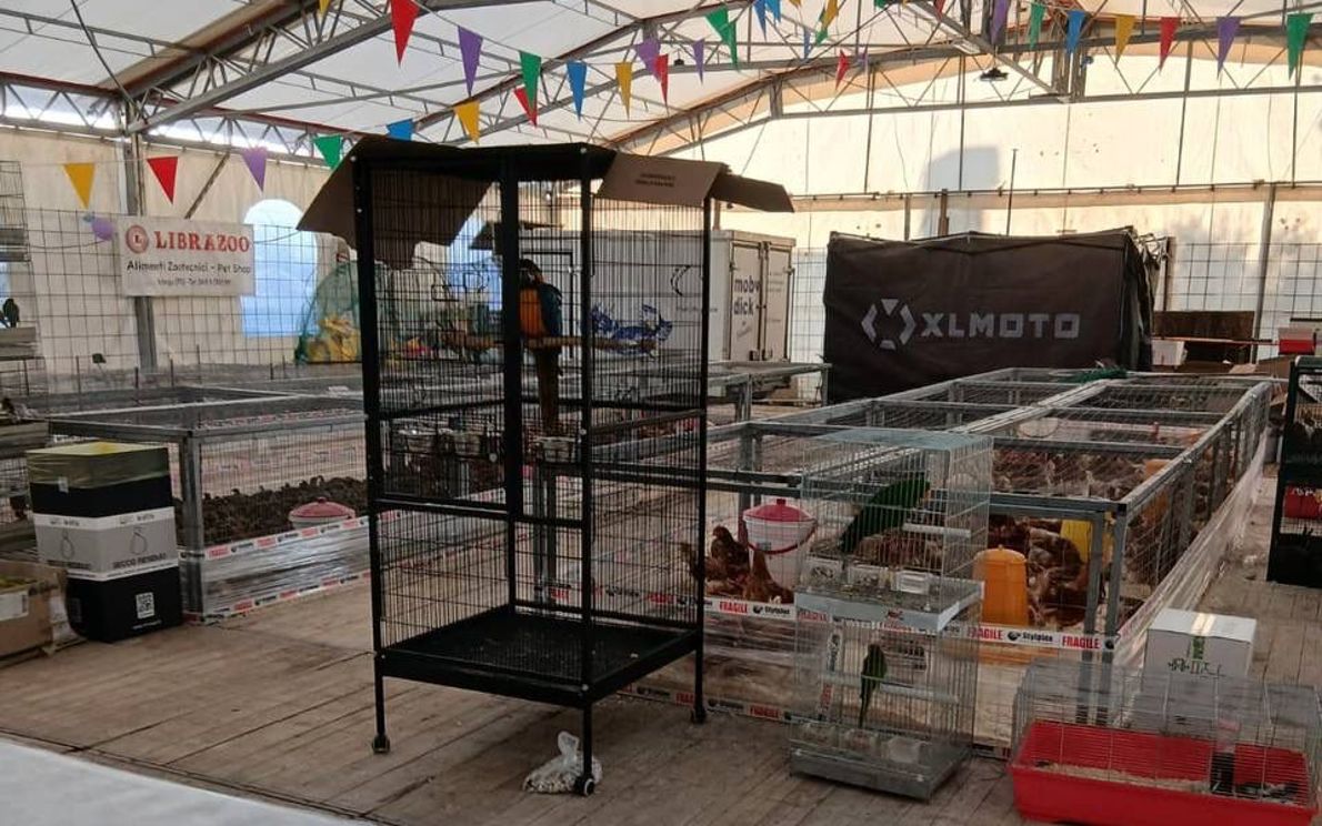 Animali fiera di Arsego