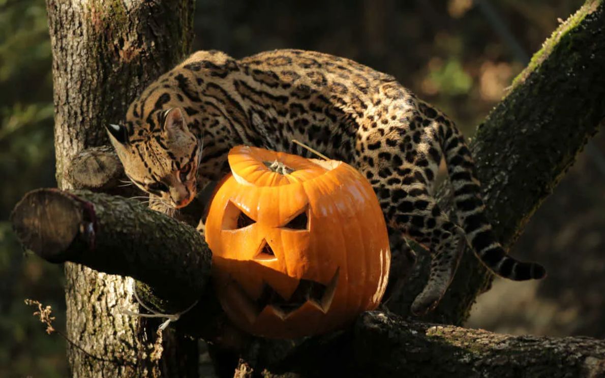 Halloween al Parco Natura Viva