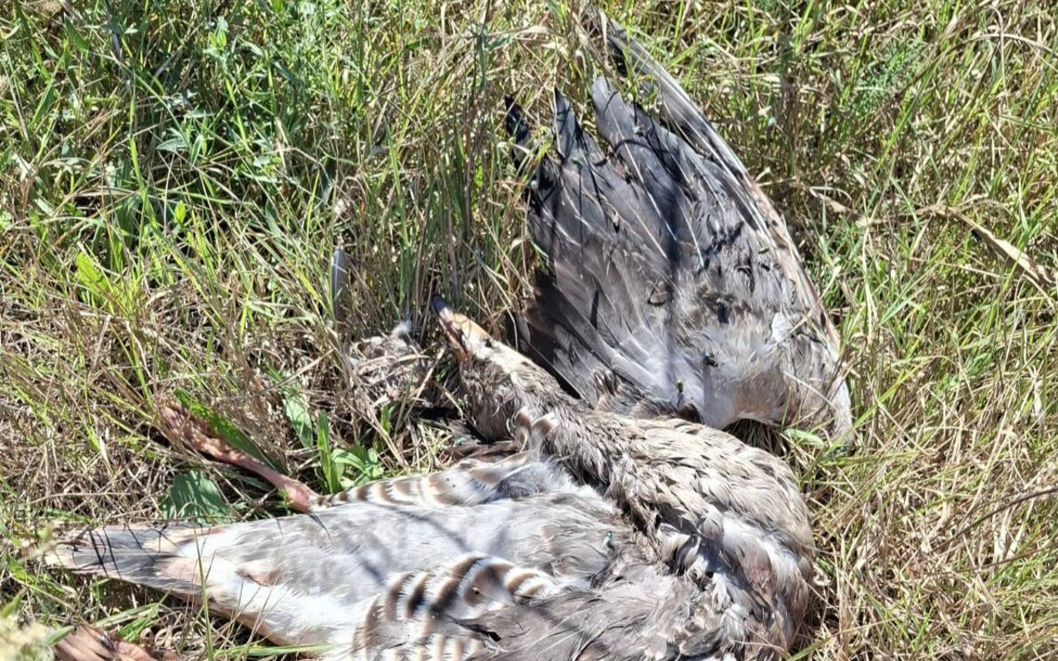 anatre morte lungo l’argine a Torre