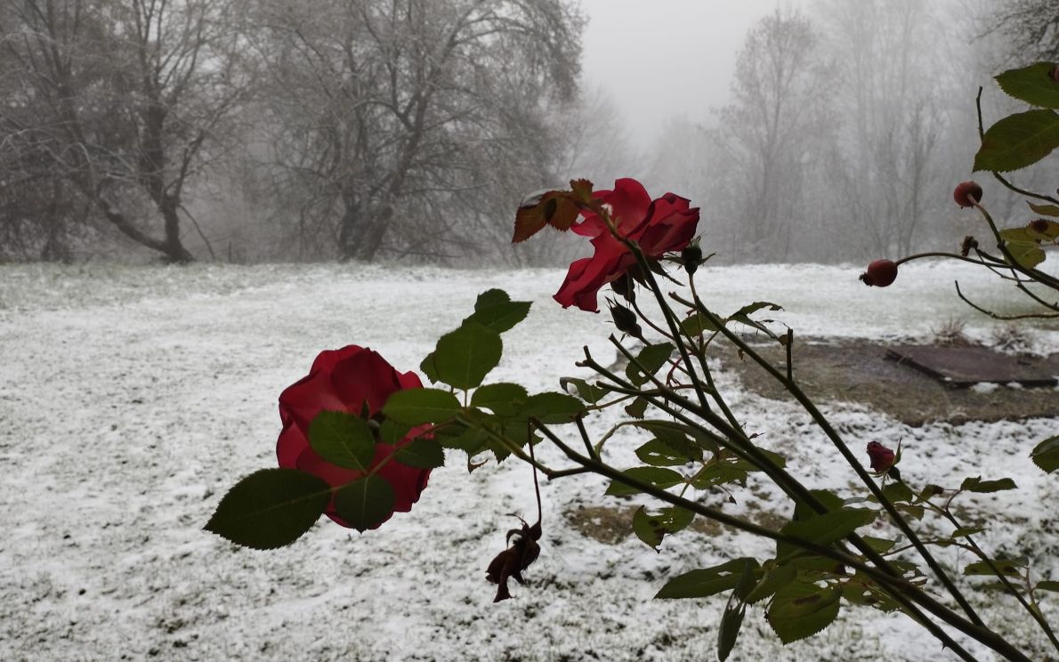 Neve a Bosco