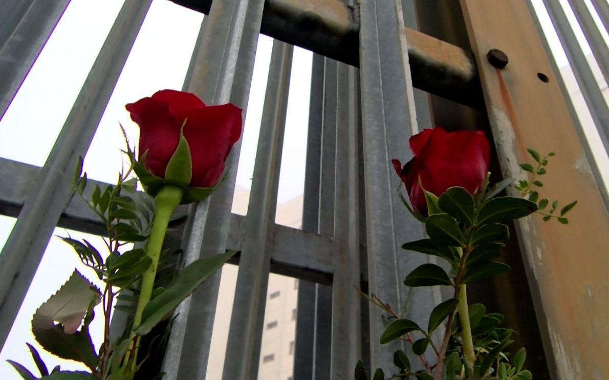 Rose al carcere Due Palazzi