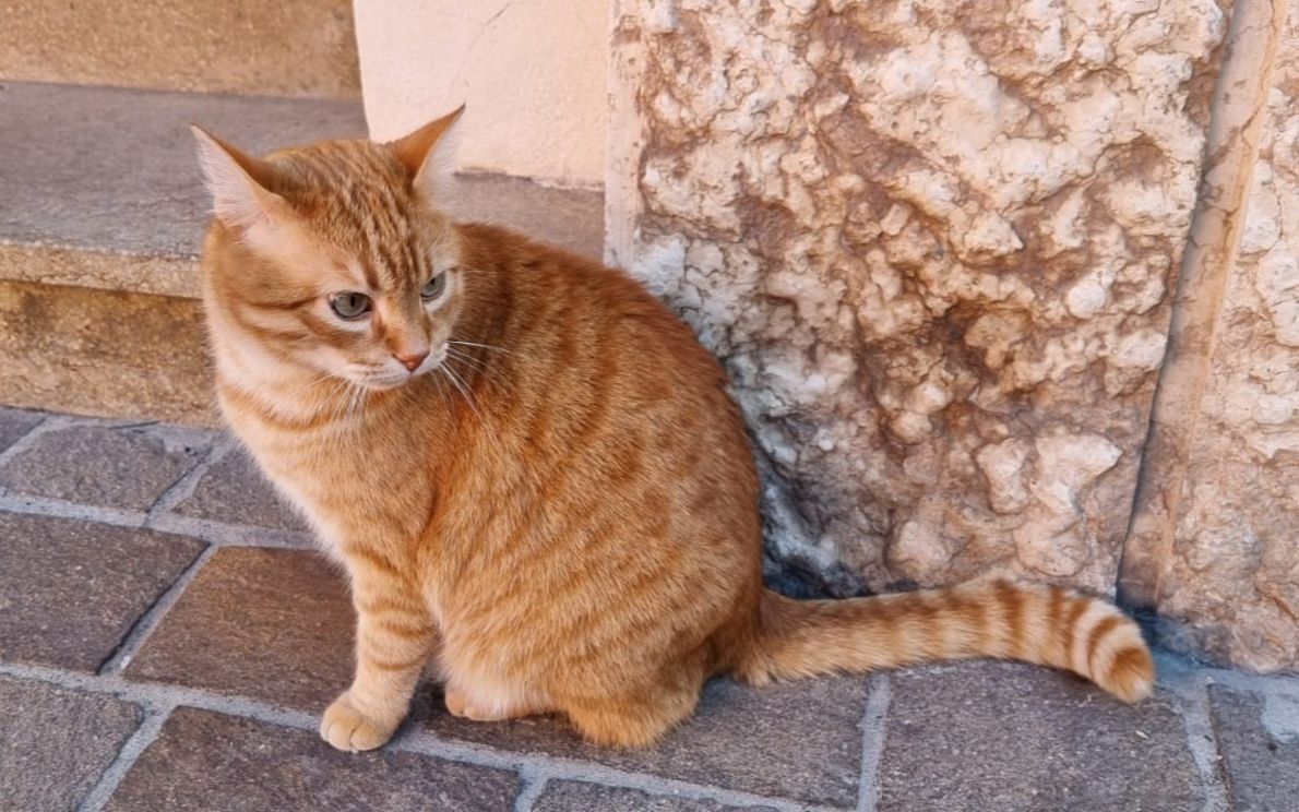 Gatto Rossini