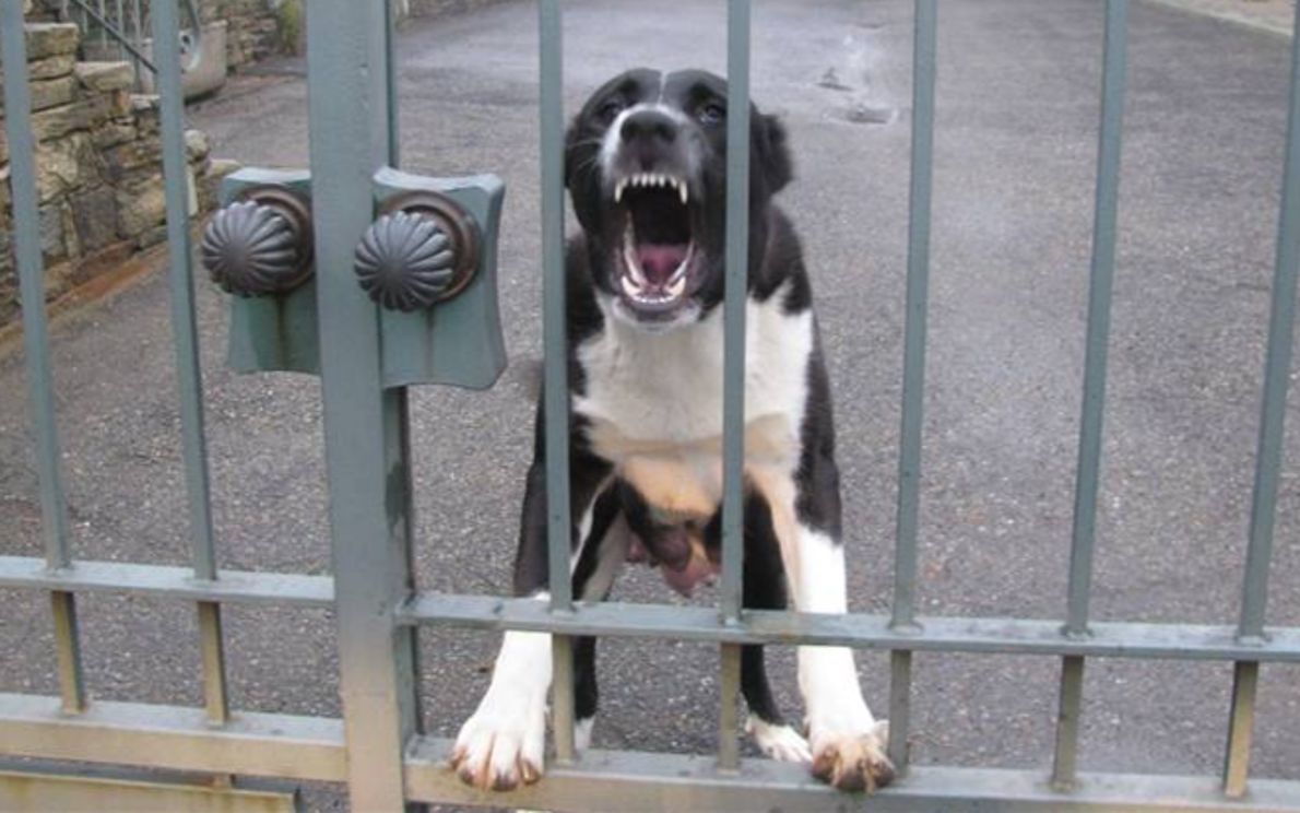 Un cane dietro ad un cancello