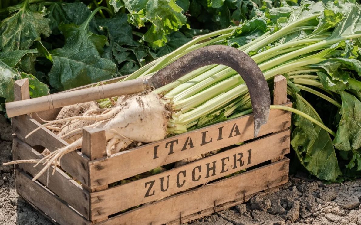 Italiana Zuccheri