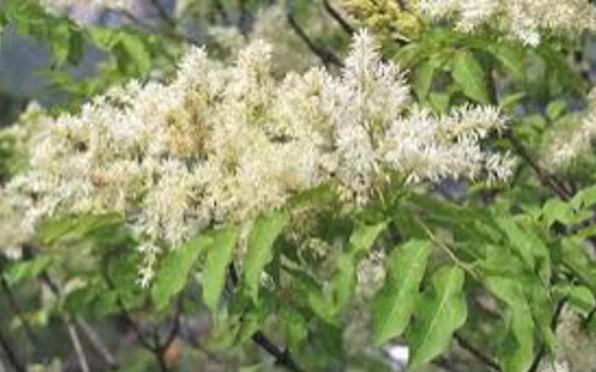 Una pianta di orniello