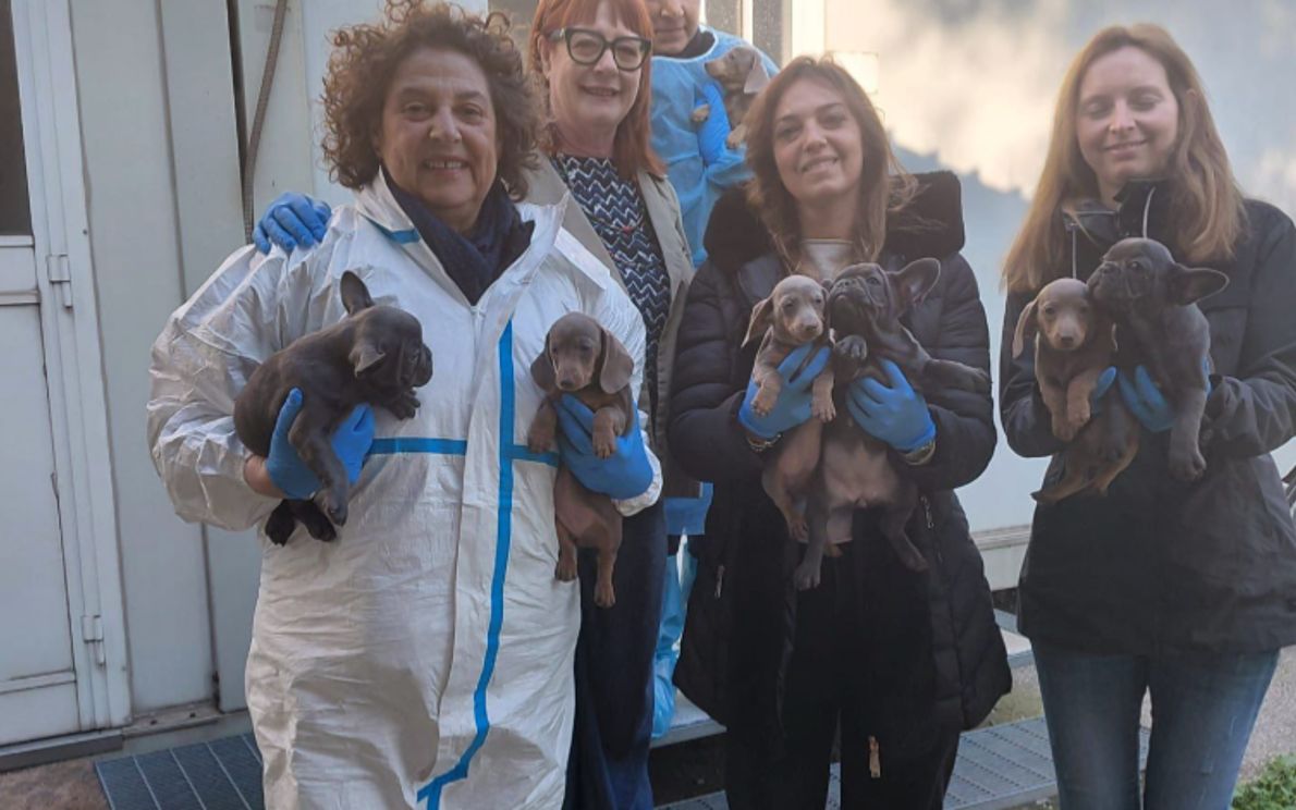 Cuccioli sequestrati ora adottabili