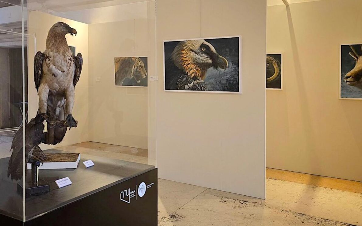 Disegno Samuele Drago