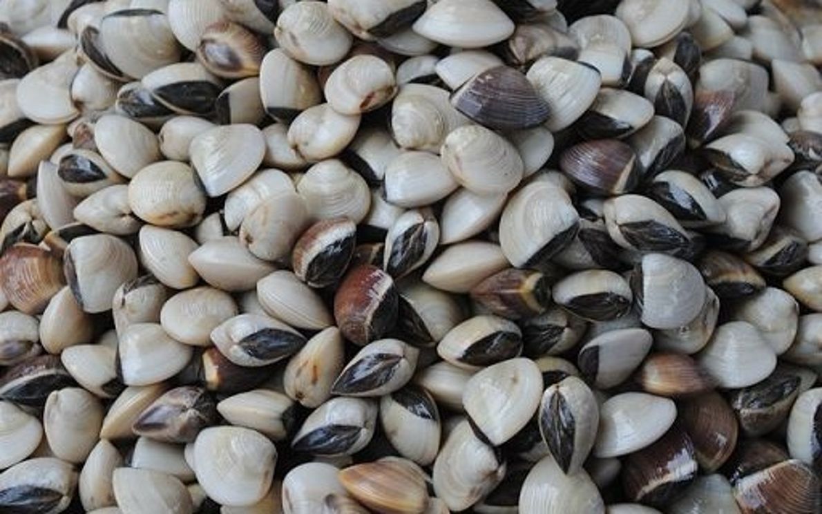Vongole