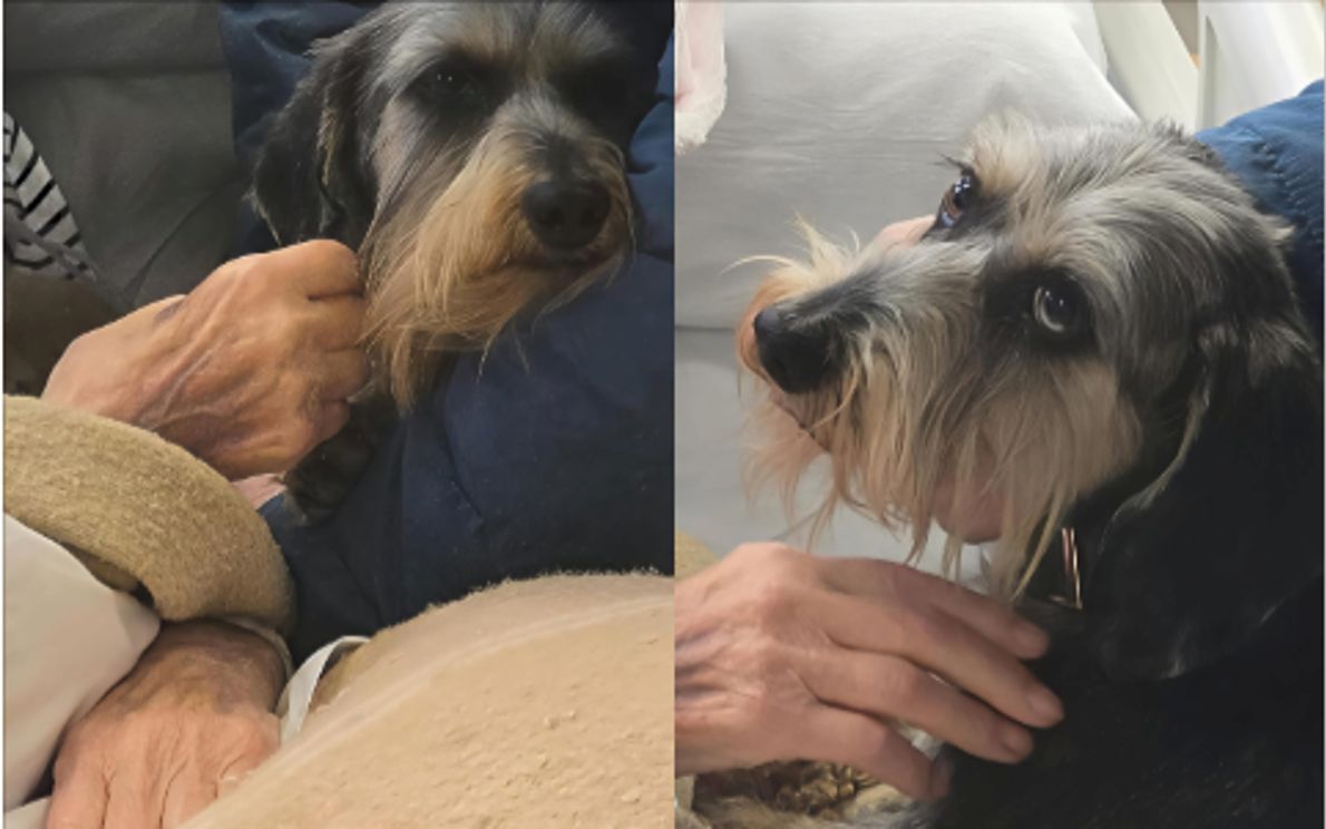 Cane Pimpa con la padrona all’ospedale