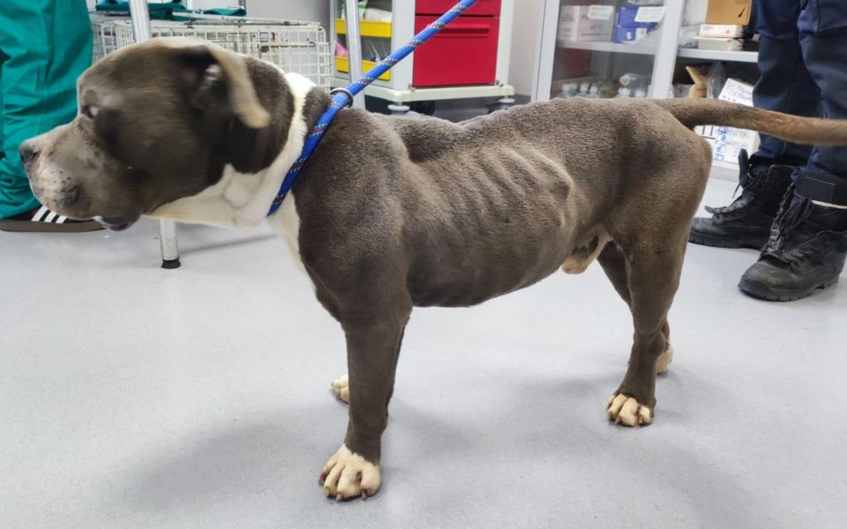 Cane maltrattato a Treviso