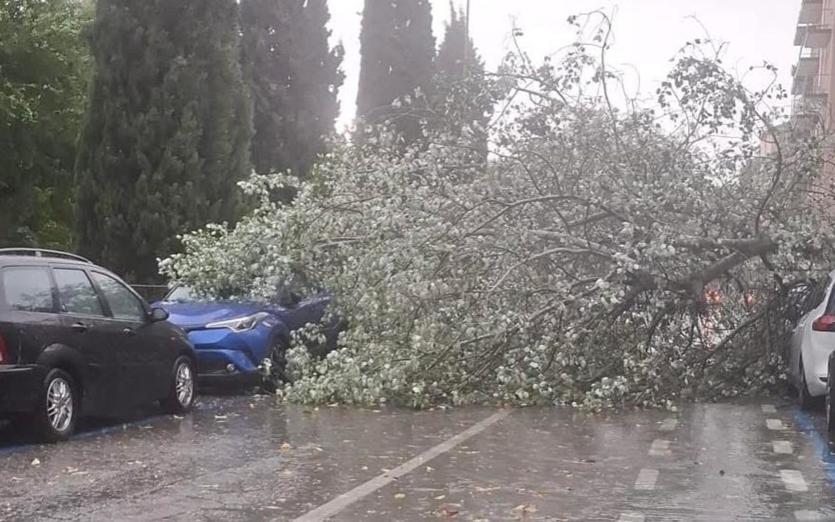 Un albero crollato