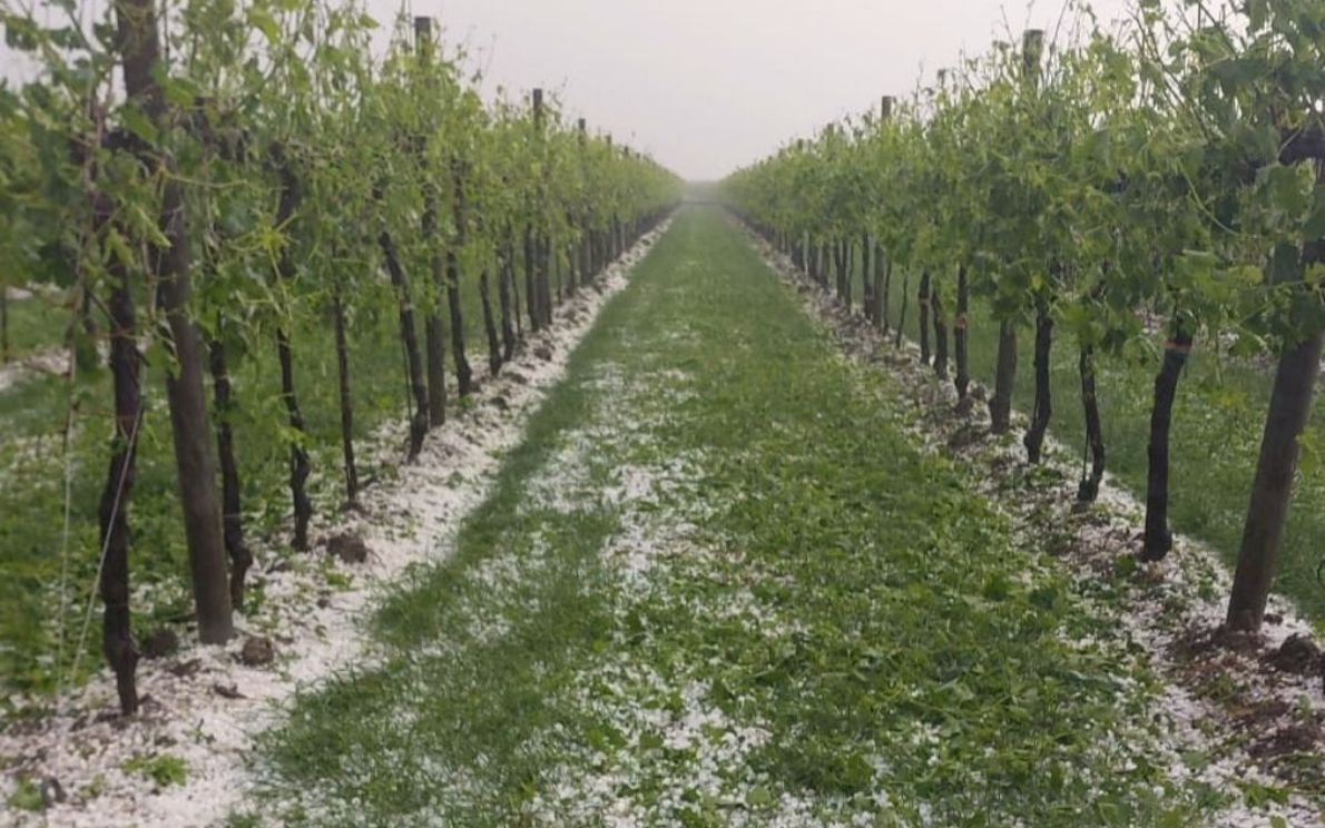 Grandine, danni all’agricoltura