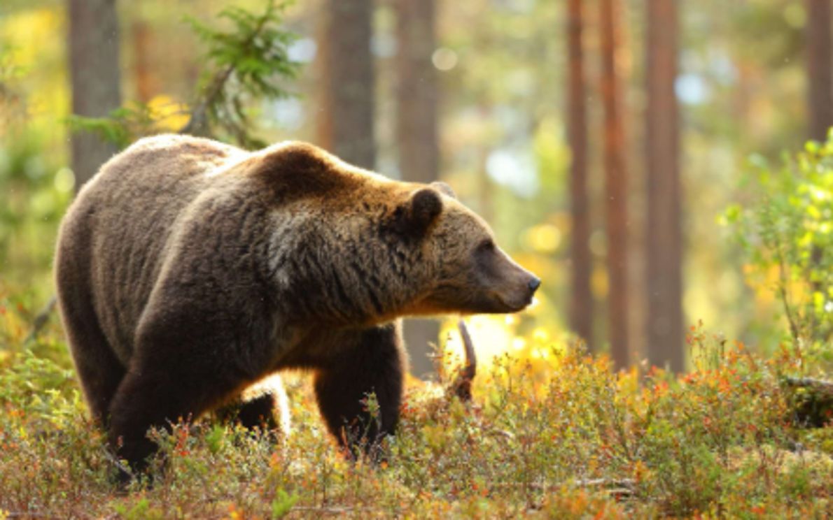 orso