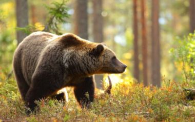 orso